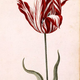 Illustration for article titled The Virus that Destroyed the Dutch Economy